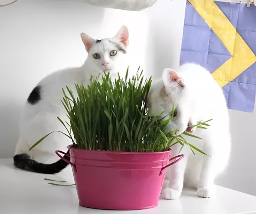 HIERBA PARA GATO LA GERMINADORA