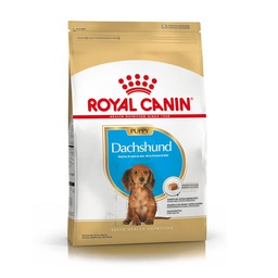 ROYAL DACHSHUND PUPPY X 3KG